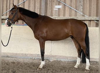 Koń hanowerski, Wałach, 5 lat, 165 cm, Gniada