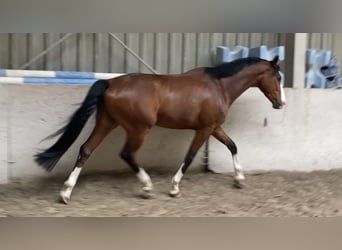 Koń hanowerski, Wałach, 5 lat, 165 cm, Gniada