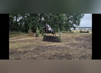 Koń hanowerski, Wałach, 5 lat, 165 cm, Siwa