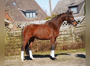 Koń hanowerski, Wałach, 5 lat, 166 cm, Ciemnogniada