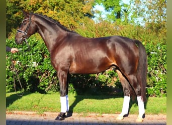 Koń hanowerski, Wałach, 5 lat, 166 cm, Ciemnogniada