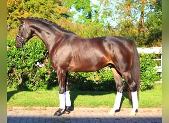 Koń hanowerski, Wałach, 5 lat, 166 cm, Ciemnogniada