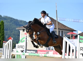 Koń hanowerski, Wałach, 5 lat, 167 cm, Gniada