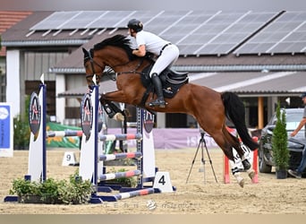 Koń hanowerski, Wałach, 5 lat, 167 cm, Gniada
