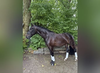 Koń hanowerski, Wałach, 5 lat, 167 cm, Kara