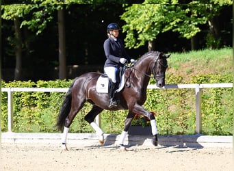 Koń hanowerski, Wałach, 5 lat, 167 cm, Kara