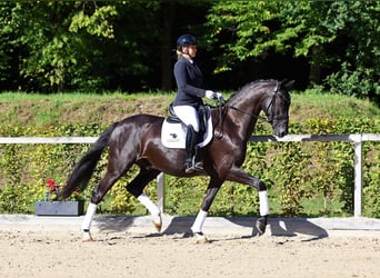 Koń hanowerski, Wałach, 5 lat, 167 cm, Kara