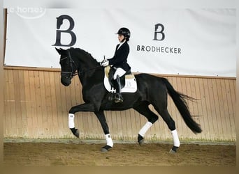 Koń hanowerski, Wałach, 5 lat, 167 cm, Kara