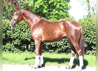 Koń hanowerski, Wałach, 5 lat, 168 cm, Ciemnokasztanowata