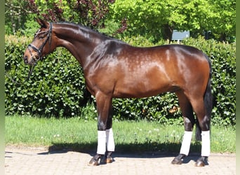Koń hanowerski, Wałach, 5 lat, 168 cm, Gniada