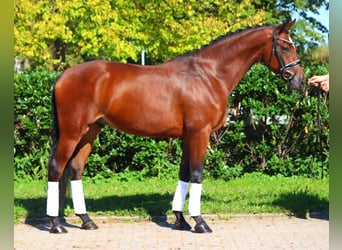 Koń hanowerski, Wałach, 5 lat, 168 cm, Gniada