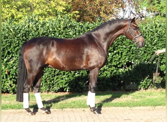 Koń hanowerski, Wałach, 5 lat, 168 cm, Gniada