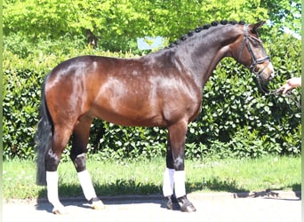 Koń hanowerski, Wałach, 5 lat, 168 cm, Gniada