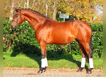 Koń hanowerski, Wałach, 5 lat, 168 cm, Gniada