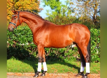 Koń hanowerski, Wałach, 5 lat, 168 cm, Gniada