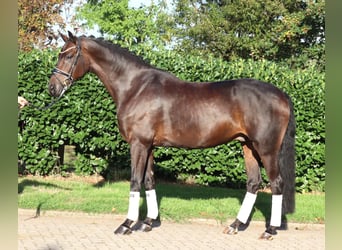 Koń hanowerski, Wałach, 5 lat, 168 cm, Gniada