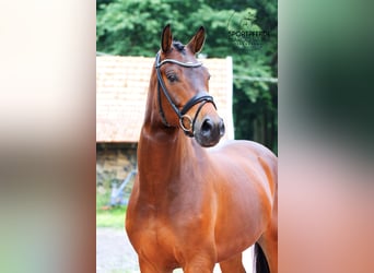 Koń hanowerski, Wałach, 5 lat, 168 cm, Gniada