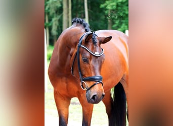Koń hanowerski, Wałach, 5 lat, 168 cm, Gniada