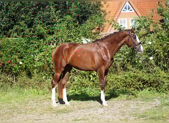 Koń hanowerski, Wałach, 5 lat, 169 cm, Ciemnokasztanowata