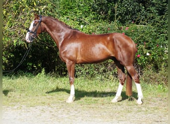 Koń hanowerski, Wałach, 5 lat, 169 cm, Ciemnokasztanowata