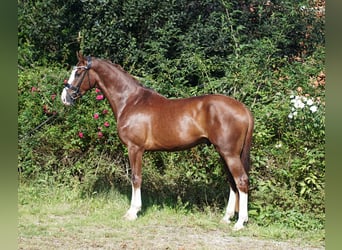 Koń hanowerski, Wałach, 5 lat, 169 cm, Ciemnokasztanowata