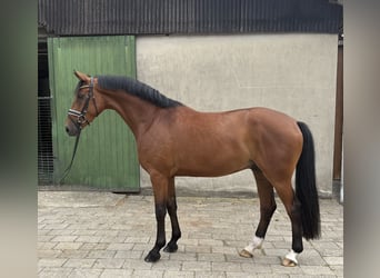 Koń hanowerski, Wałach, 5 lat, 169 cm, Gniada