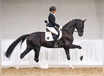 Koń hanowerski, Wałach, 5 lat, 169 cm, Gniada