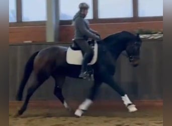 Koń hanowerski, Wałach, 5 lat, 170 cm, Ciemnogniada
