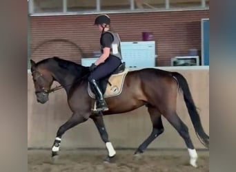 Koń hanowerski, Wałach, 5 lat, 170 cm, Ciemnogniada