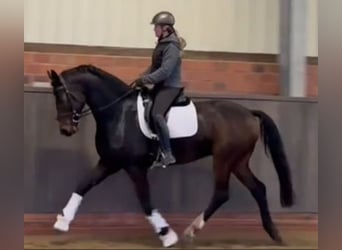 Koń hanowerski, Wałach, 5 lat, 170 cm, Ciemnogniada