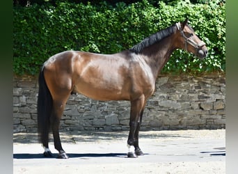 Koń hanowerski, Wałach, 5 lat, 170 cm, Gniada
