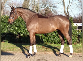 Koń hanowerski, Wałach, 5 lat, 170 cm, Gniada