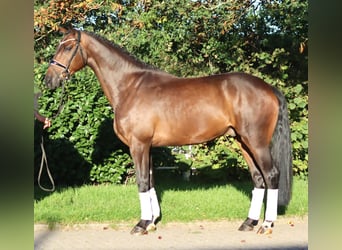Koń hanowerski, Wałach, 5 lat, 170 cm, Gniada