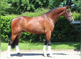 Koń hanowerski, Wałach, 5 lat, 170 cm, Gniada