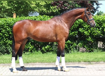 Koń hanowerski, Wałach, 5 lat, 170 cm, Gniada