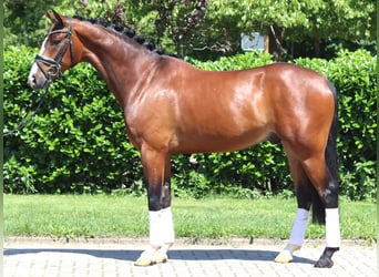 Koń hanowerski, Wałach, 5 lat, 170 cm, Gniada