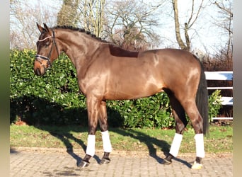 Koń hanowerski, Wałach, 5 lat, 170 cm, Gniada