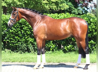 Koń hanowerski, Wałach, 5 lat, 170 cm, Gniada