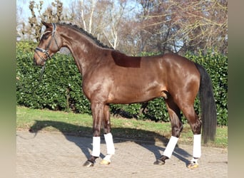 Koń hanowerski, Wałach, 5 lat, 170 cm, Gniada