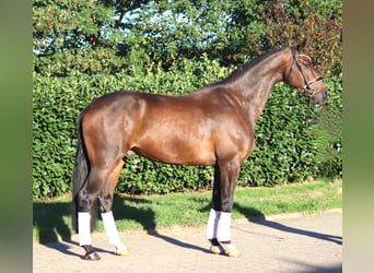 Koń hanowerski, Wałach, 5 lat, 170 cm, Gniada