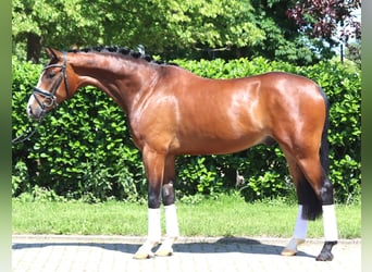 Koń hanowerski, Wałach, 5 lat, 170 cm, Gniada