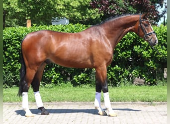 Koń hanowerski, Wałach, 5 lat, 170 cm, Gniada