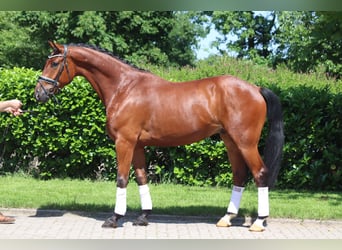Koń hanowerski, Wałach, 5 lat, 170 cm, Gniada
