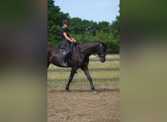 Koń hanowerski, Wałach, 5 lat, 170 cm, Kara