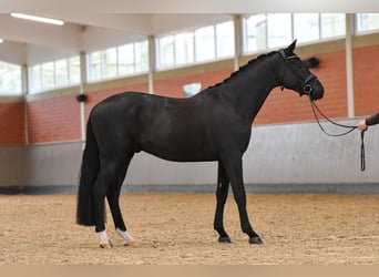 Koń hanowerski, Wałach, 5 lat, 170 cm, Kara