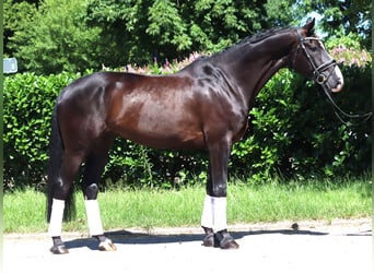 Koń hanowerski, Wałach, 5 lat, 170 cm, Kara