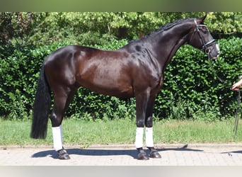 Koń hanowerski, Wałach, 5 lat, 170 cm, Kara