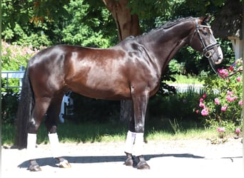 Koń hanowerski, Wałach, 5 lat, 170 cm, Kara