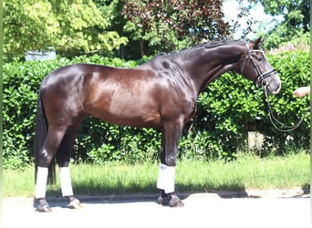 Koń hanowerski, Wałach, 5 lat, 170 cm, Kara