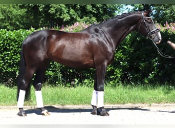 Koń hanowerski, Wałach, 5 lat, 170 cm, Kara